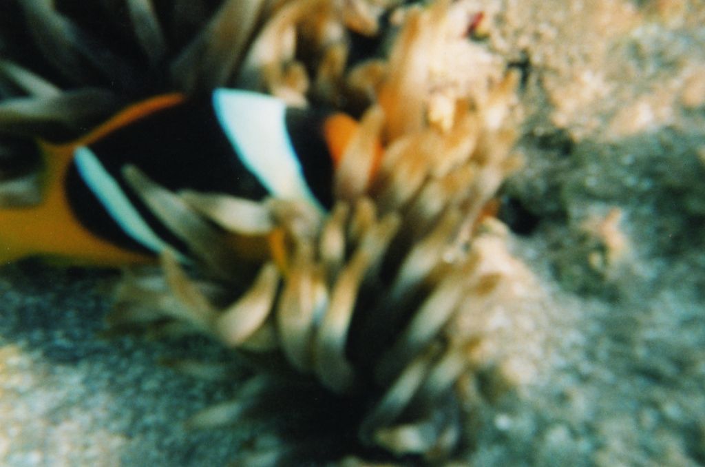 ID Amphiprioninae (Mar Rosso)